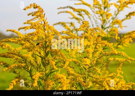 Nahaufnahme der blühenden gelben Blüte von Solidago canadensis, auch bekannt als Kanadische Goldstange oder Kanadische Goldstange. Solidii, gemeinhin als A bezeichnet Stockfoto