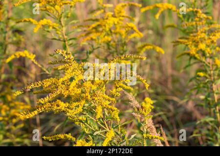 Nahaufnahme der blühenden gelben Blüte von Solidago canadensis, auch bekannt als Kanadische Goldstange oder Kanadische Goldstange. Solidii, gemeinhin als A bezeichnet Stockfoto