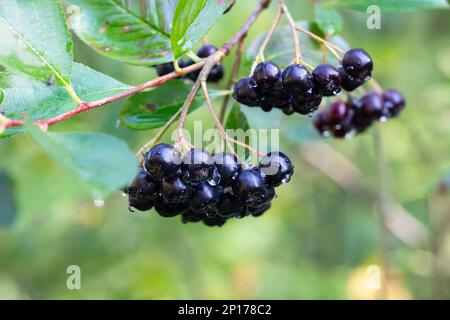 Im Garten wachsende Aronia-Beeren (Aronia melanocarpa, Schwarze Chokeberry). Zweig gefüllt mit Aroniebeeren, selektiver Fokus Stockfoto