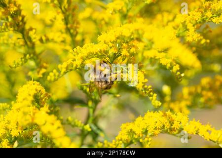Nahaufnahme der blühenden gelben Blüte von Solidago canadensis, auch bekannt als Kanadische Goldstange oder Kanadische Goldstange. Solidii, gemeinhin als A bezeichnet Stockfoto
