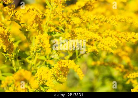 Nahaufnahme der blühenden gelben Blüte von Solidago canadensis, auch bekannt als Kanadische Goldstange oder Kanadische Goldstange. Solidii, gemeinhin als A bezeichnet Stockfoto