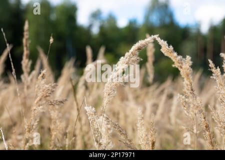 Pampas-Gras im Freien in hellen Pastelltönen. Trockener Schilf im Bo-Style. Stockfoto