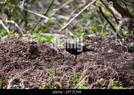 Ein Amboss ( Turdus merula ) steht auf einer Wiese in freier Wildbahn Stockfoto