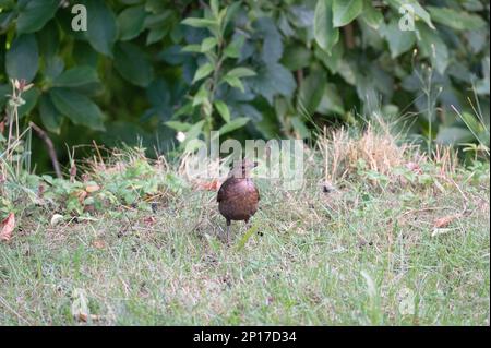 Eine weibliche Amsel ( Turdus merula ) steht in freier Wildbahn auf einer Wiese Stockfoto