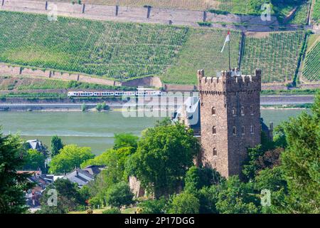 Bingen am Rhein: Rhein, Burg Klopp, Regionalzug Rheintal, Rheinland-Pfalz, Rheinland-Pfalz, Deutschland Stockfoto