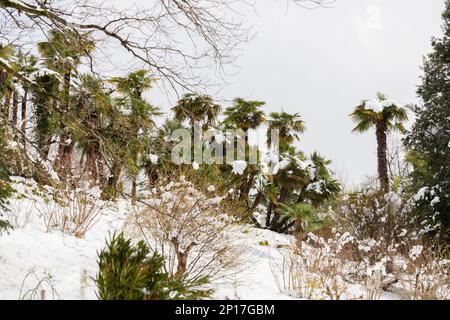 Palmen unter Schnee bei ungewöhnlich kaltem Wetter das Konzept eines scharfen Kaltschnappes Stockfoto