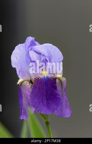 Iris germanica violette Blume im Gartendesign Stockfoto