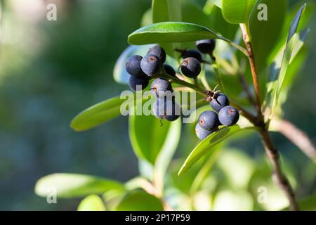 Fruchttragende Rhaphiolepis indica. Immergrüne Sträucher, mehrstieliger Zwergbaum. Die Frucht ist dunkelviolett, rund. Grüne Blätter, klein, oval. Sonnenlicht. Stockfoto