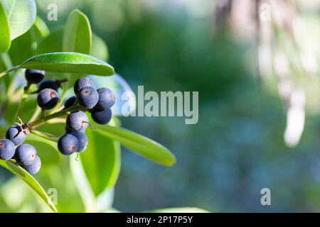 Fruchttragende Rhaphiolepis indica. Immergrüne Sträucher, mehrstieliger Zwergbaum. Die Frucht ist dunkelviolett, rund. Grüne Blätter, klein, oval. Sonnenlicht. Stockfoto