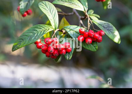 Cotoneaster coriaceus Zierpflanze mit roten Früchten und dunkelgrünem Laub. Herbstuntergrund mit reifen roten Beeren Stockfoto