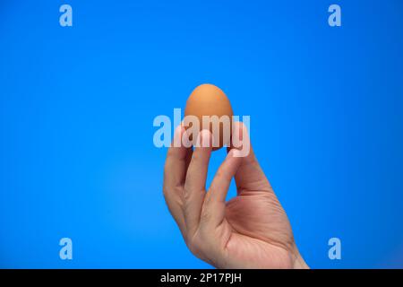 Weiße männliche Hand hält ein frisches braunes Farmerei isoliert auf blauem Hintergrund Studiofoto. Stockfoto