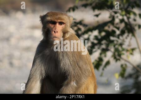 Rhesus Macaque - Affen Der Alten Welt Stockfoto