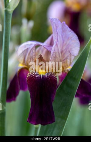 Iris germanica violette Blume im Gartendesign Stockfoto