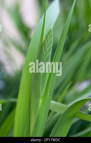 Iris germanica grüne Knospe im Gartendesign Stockfoto