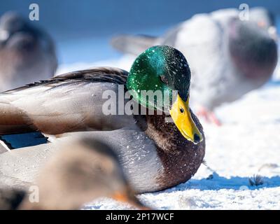 Nahaufnahme der männlichen Stockenten (Anas platyrhynchos) mit gefrorenen Wassertropfen auf Federn, die auf Schnee liegen Stockfoto