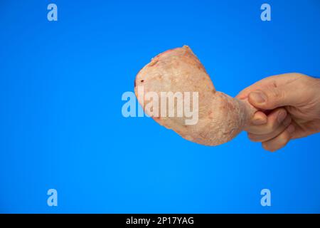 Rohe frische ganze Hühnerschenkel, die von männlichen Weißen gehalten werden, isoliert auf blauem Hintergrund. Stockfoto