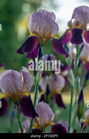 Iris germanica violette Blume im Garten Design geringe Tiefenschärfe Stockfoto