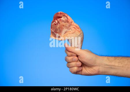 Rohe frische ganze Hühnerschenkel, die von männlichen Weißen gehalten werden, isoliert auf blauem Hintergrund. Stockfoto