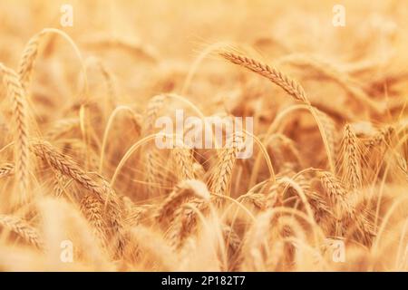 Schöne Nahaufnahme von Maisähren im Freien vor der Ernte Stockfoto