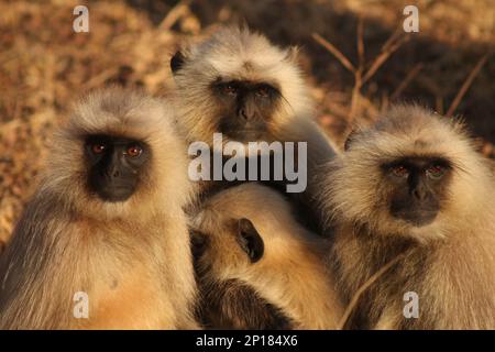 Grey Langur - Semnopithecusentellus Stockfoto