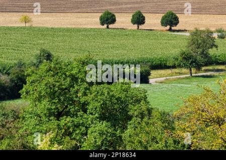 Drei Bäume, die an einer Landstraße stehen Stockfoto