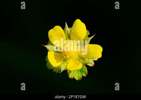 Indische Erdbeerblume - lateinischer Name - Duchesnea indica Potentilla indica Stockfoto