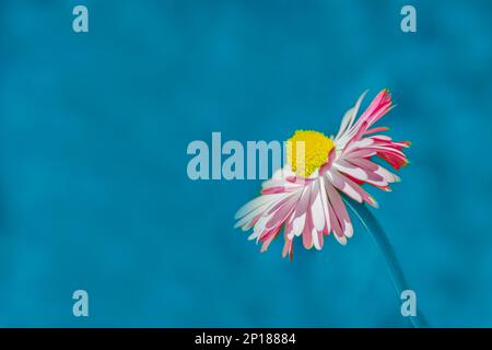 Er hat Daisy Gerbera auf blauem Hintergrund isoliert Stockfoto