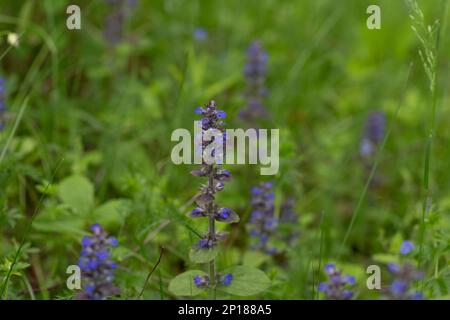 Eine Nahaufnahme der blauen Blüten von Ajuga reptans Atropurpurea im Frühling Stockfoto