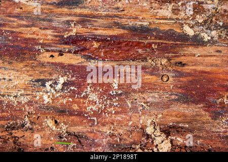 Rückseite der Baumrinde abstrakte Holzstruktur Nahansicht von oben. Stockfoto