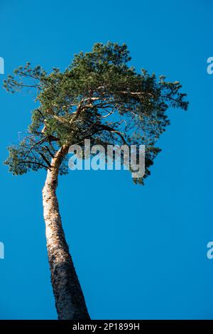 Sehr hoher Kiefernbaum vor klarem blauen Himmel mit Blick aus dem unteren Winkel. Stockfoto