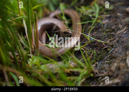 Langsamer Wurm im Gras Stockfoto