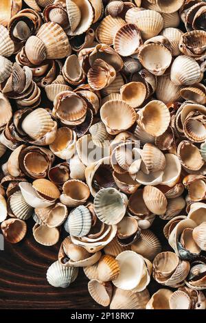 Muscheln auf hölzernen Hintergrund Stockfoto