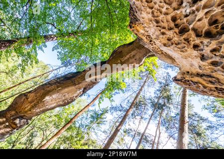 Bodenansicht des einzigartigen Sandsteinbogens im Kiefernwald am trockenen sonnigen Sommertag. Böhmisches Paradies, Tschechische Republik Stockfoto