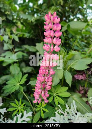 Lupinus-Polyphyllus oder Garten-Lupinen-rosa-Blume im Gartendesign Stockfoto