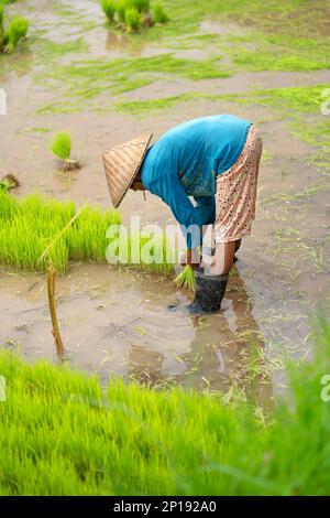 Im Wasser sammelt ein Mann einen Haufen Reis auf der Plantage. Stockfoto