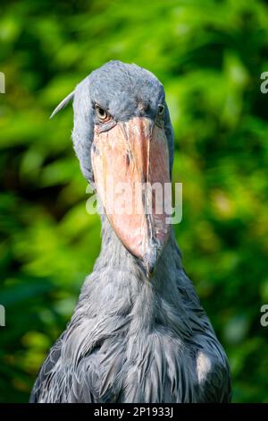 Schuhschnabel, Balaeniceps rex, auch bekannt als Walkopf, Walkopfstorch oder Schuhablattenstorch. Stockfoto