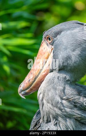 Schuhschnabel, Balaeniceps rex, auch bekannt als Walkopf, Walkopfstorch oder Schuhablattenstorch. Stockfoto