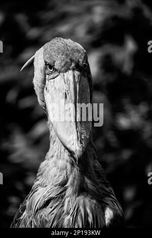 Schuhschnabel, Balaeniceps rex, auch bekannt als Walkopf, Walkopfstorch oder Schuhablattenstorch. Schwarzweiß-Bild. Stockfoto