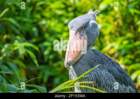 Schuhschnabel, Balaeniceps rex, auch bekannt als Walkopf, Walkopfstorch oder Schuhablattenstorch. Stockfoto