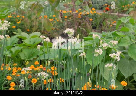 Zwiebelblüten in Landwirtschaft und Ernte. Gemüse, das in einem ländlichen Garten angebaut wird. Stockfoto