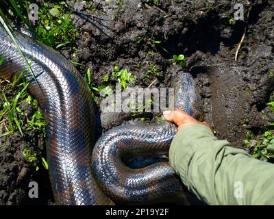 Anaconda in Sümpfen von Amazonien (Bolivien) Stockfoto