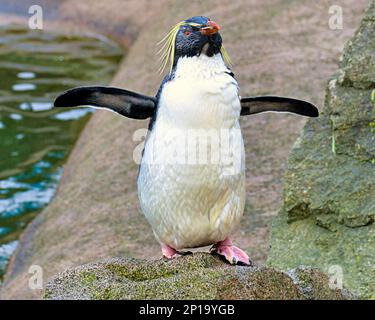 rockhopper-Pinguine singen im Regen. Der zweite Frühlingstag sah Regen, als der Zoo und seine Tiere das Beste daraus machten. Stockfoto