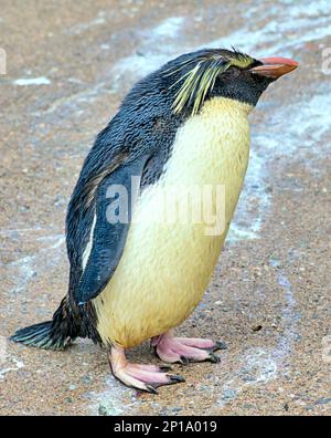 rockhopper-Pinguine singen im Regen. Der zweite Frühlingstag sah Regen, als der Zoo und seine Tiere das Beste daraus machten. Stockfoto