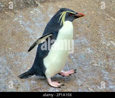 rockhopper-Pinguine singen im Regen. Der zweite Frühlingstag sah Regen, als der Zoo und seine Tiere das Beste daraus machten. Stockfoto