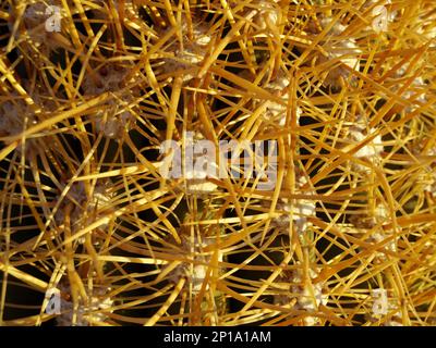 Detailansicht des Kaktus auf dem Salar de Uyuni (Bolivien) Stockfoto