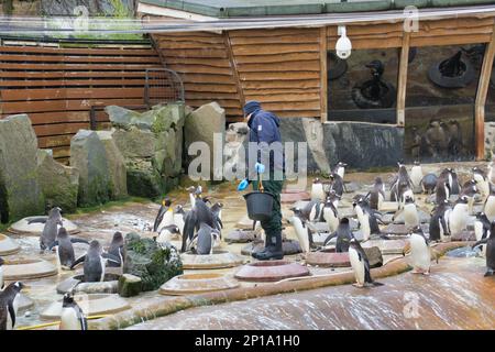 Gentoo und Königspinguine singen im Regen. Der zweite Frühlingstag sah Regen, als der Zoo und seine Tiere das Beste machten Stockfoto