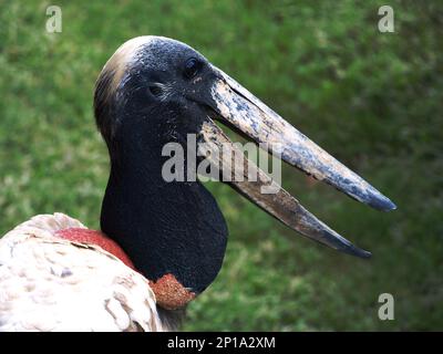 Jabiru Stork, Südamerika Stockfoto