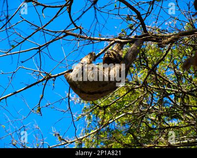 Faultier, das an sonnigen Tagen an einem Zweig hängt, Santa Cruz de la Sierra, Bolivien Stockfoto