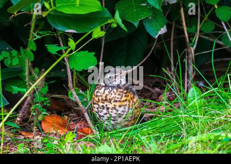 Baby-Rotkehlchen, der unter einem Strauch im Gras sitzt Stockfoto