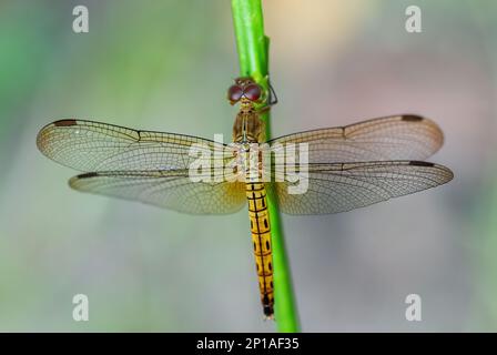 Roter Grasshawk - Neurothemis fluktuiert, wunderschöne rote Libelle aus asiatischen Süßwasser und Sümpfen, Malaysia. Stockfoto